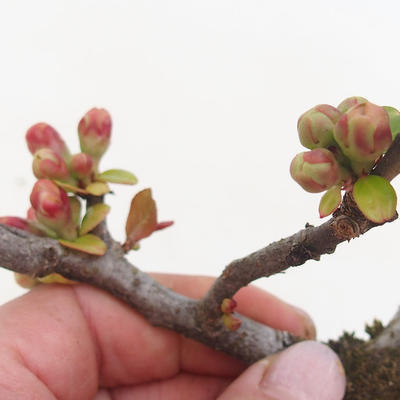 Venkovní bonsai - Chaenomeles spec. Rubra - Kdoulovec VB2020-190 - 2