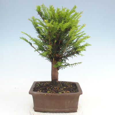Venkovní bonsai - Taxus bacata  - Tis červený - 2