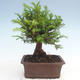 Venkovní bonsai - Taxus bacata  - Tis červený - 2/3