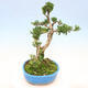 Pokojová bonsai - Buxus harlandii -korkový buxus - 2/6