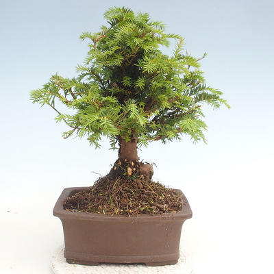 Venkovní bonsai - Taxus bacata  - Tis červený - 2