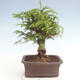 Venkovní bonsai - Taxus bacata  - Tis červený - 2/3