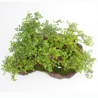 Pokojová bonsai - Ulmus parvifolia - Malolistý jilm - 2