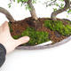 Pokojová bonsai - Ulmus parvifolia - Malolistý jilm - 2/5