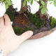 Pokojová bonsai - Ulmus parvifolia - Malolistý jilm - 2/5