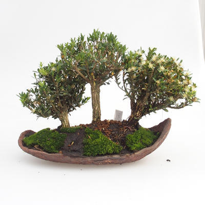 Pokojová bonsai - Buxus harlandii -korkový buxus - 2