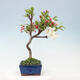 Venkovní bonsai -Malus halliana - Maloplodá jabloň - 2/5