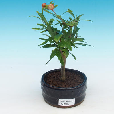 Pokojová bonsai-PUNICA granatum nana-Granátové jablko - 2