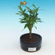 Pokojová bonsai-PUNICA granatum nana-Granátové jablko - 2/4
