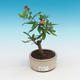 Pokojová bonsai-PUNICA granatum nana-Granátové jablko - 2/4
