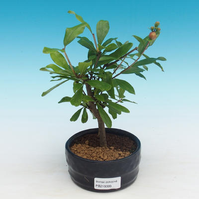 Pokojová bonsai-PUNICA granatum nana-Granátové jablko - 2