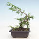 Venkovní bonsai - Juniperus chinensis Itoigawa-Jalovec čínský - 2/3