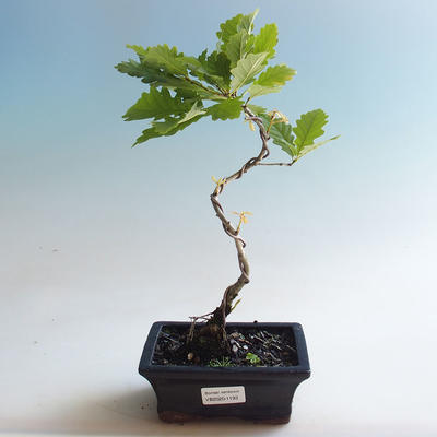 Venkovní bonsai-Quercus robur-Dub letní - 2