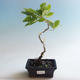 Venkovní bonsai-Quercus robur-Dub letní - 2/2