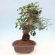 Pokojová bonsai - Rohovnik obecny,svatojansky chleb-Ceratonia sp. - 2/5