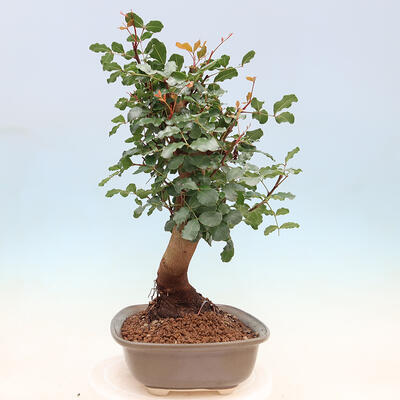 Pokojová bonsai - Rohovnik obecny,svatojansky chleb-Ceratonia sp. - 2