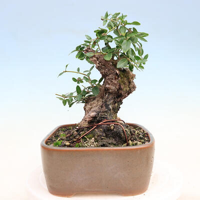 Pokojová bonsai - Jamovec širokolistý - Phillyrea latifolia - 2