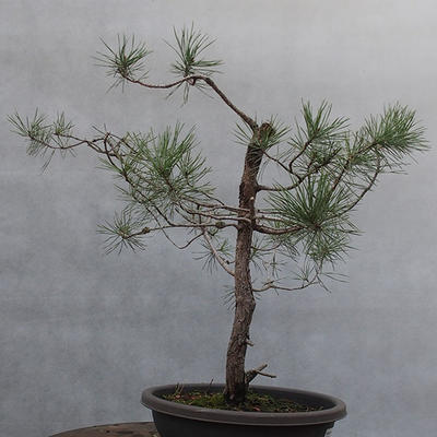Yamadori - Pinus sylvestris - borovice lesní - 2