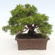 Venkovní bonsai - Juniperus chinensis Itoigawa-Jalovec čínský - 2/6