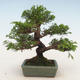 Venkovní bonsai - Juniperus chinensis Itoigawa-Jalovec čínský - 2/5