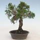 Venkovní bonsai - Juniperus chinensis -Jalovec čínský - 2/3