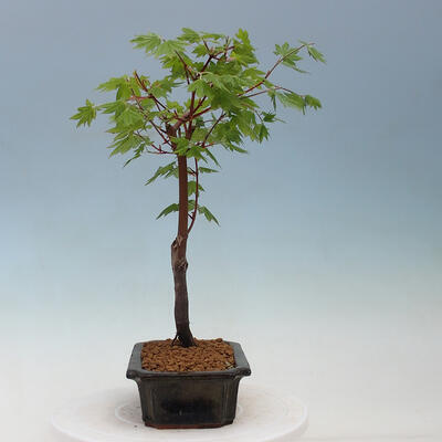 Venkovní bonsai - Javor dlanitolistý oranžový - Acer palmatum KATSURA - 2