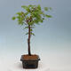 Venkovní bonsai - Javor dlanitolistý oranžový - Acer palmatum KATSURA - 2/4