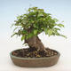 Venkovní bonsai -Carpinus CARPINOIDES - Habr korejský - 2/3
