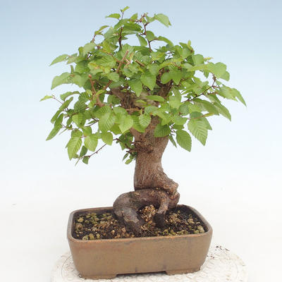 Venkovní bonsai -Carpinus CARPINOIDES - Habr korejský - 2