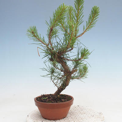 Venkovní bonsai - Pinus Sylvestris - Borovice lesní - 2