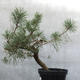 Yamadori - Pinus sylvestris - borovice lesní - 2/5