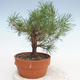 Venkovní bonsai - Pinus Sylvestris - Borovice lesní - 2/3