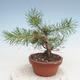 Venkovní bonsai - Pinus Sylvestris - Borovice lesní - 2/4