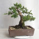 Venkovní bonsai - Juniperus chinensis -Jalovec čínský - 2/5