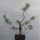 Yamadori - Pinus sylvestris - borovice lesní - 2/3