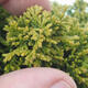 Venkovní bonsai - Cypřišek hrachonosný - Chamacyparys pisifera TSUKUMO - 2/2