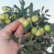 Pokojová bonsai - Olea europaea - Oliva evropská - 2/6