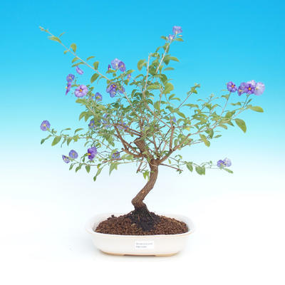 Pokojová bonsai - Solanum rantonnetii - Hořcový stromek - 2