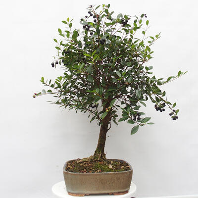 Pokojová bonsai s podmiskou - Syzygium - Pimentovník - 2
