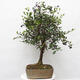 Pokojová bonsai s podmiskou - Syzygium - Pimentovník - 2/6