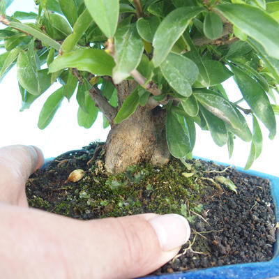 Pokojová bonsai-PUNICA granatum-Granátové jablko - 2