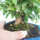 Pokojová bonsai-PUNICA granatum-Granátové jablko - 2/5