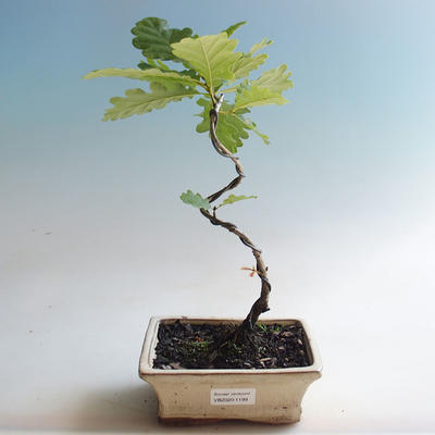 Venkovní bonsai-Quercus robur-Dub letní - 2