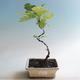Venkovní bonsai-Quercus robur-Dub letní - 2/2
