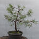Yamadori - Pinus sylvestris - borovice lesní - 2/5