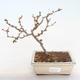 Venkovní bonsai - Chaneomeles japonica - Kdoulovec japonský - 2/3