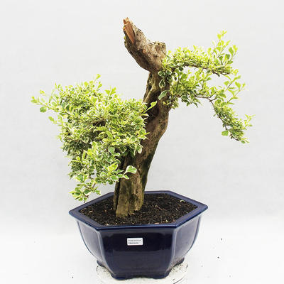 Pokojová bonsai - Duranta erecta Variegata - 2