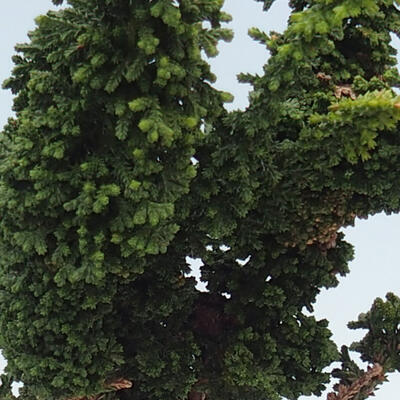 Venkovní bonsai - Cham. obtusa SEKKA HINOKI - Cypřišek - 2