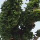 Venkovní bonsai - Cham. obtusa SEKKA HINOKI - Cypřišek - 2/2