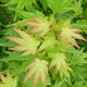 Javor dlanitolistý - Acer palmatum Berry Broom 1 ks - 2/2
